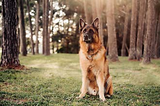 German Shepherd dog sits in the woods with pine trees in the background, being watchful and fearless