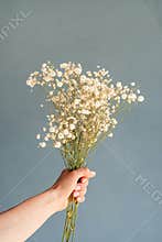 White gypsophila flowers in woman hand on blue background, minimal style