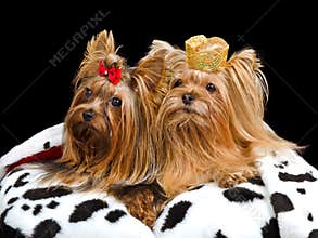 Royal dogs with crown and gown