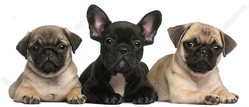 French Bulldog puppy between two Pug puppies