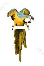 Blue-and-yellow Macaw