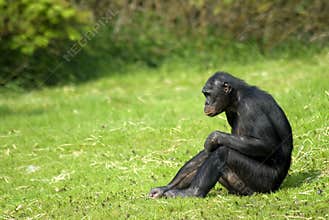 Bonobo sitting