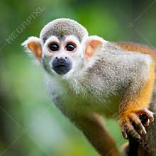 Close-up of a Common Squirrel Monkey