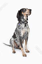 Blue Tick Coon Hound