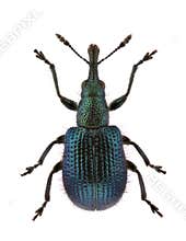 Involvulus caeruleus