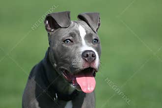 Blue American Pit Bull
