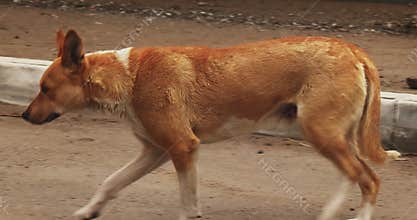 Brown mongrel resting near curbstone than run away limping tracking shot
