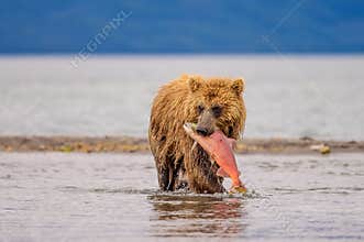 Ruling the landscape, brown bears of Kamchatka