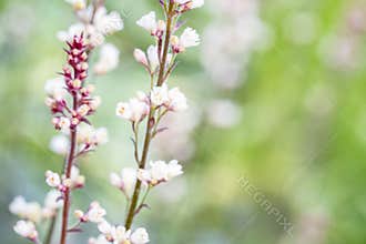 Soft Floral Background Blurs as a Design Resource