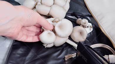 Mushroom eco leather things with oyster mushrooms. eco-friendly alternative to skin made from fungal spores and plant