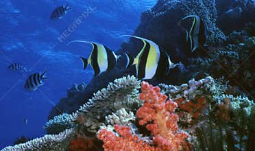 Moorish Idol Reef