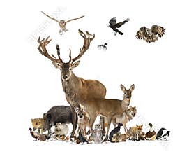 Large group of various european fauna, red deer, red fox, bird, rodent, wild boar