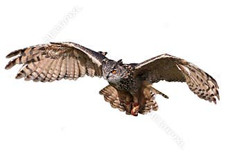 Flying Owl