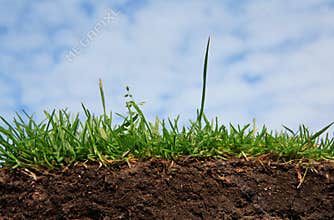 Grass - soil and root
