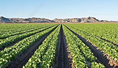 Arizona lettuce field