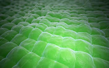 Plant tissue close-up