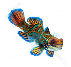 Mandarin fish isolated on white background