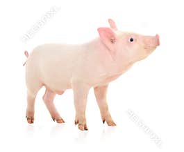 Pig on white