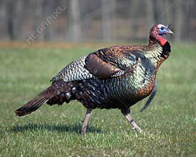 Wild Turkey (Meleagris gallopa