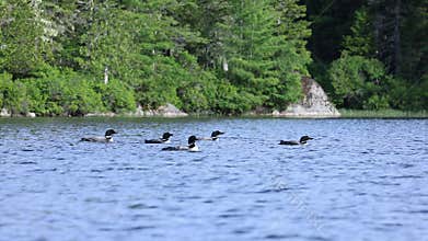 A Common Loon in Maine