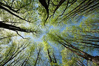 Spring Trees
