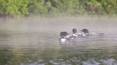 A Common Loon in Maine
