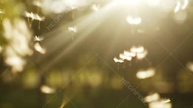 Flying dandelion seeds at the sunset