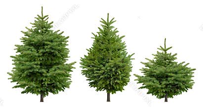 Collection of cutout fir trees.