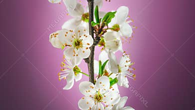 Time Lapse of Cherry Blossom Branch on a Purple Background