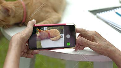 Happy seniors woman taking her cat photo with cellphone in backyard