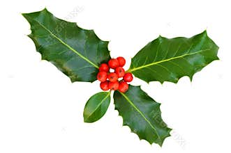 Holly leaves with berries, isolated.