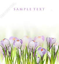 Beautiful Spring Flowers