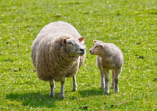 Sheep and lamb