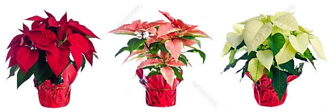 Three Pots of Poinsettia