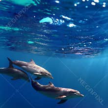 Three dolphins swimming underwater
