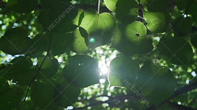 Bright sun ray illuminating through green poplar tree leaves at hot summer day.