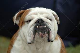 English Bulldog