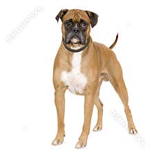 Boxer
