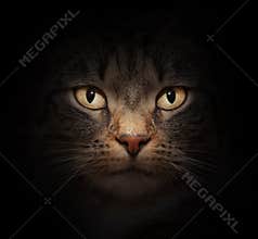 Cat face with beautiful eyes