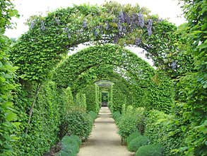Garden path under flowers