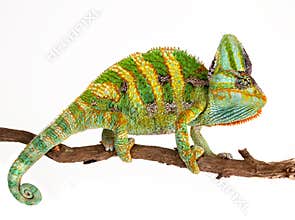Chameleon on a branch