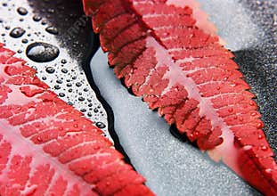 Closeup leaf