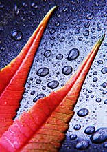 Closeup leaf