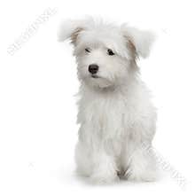 Maltese dog