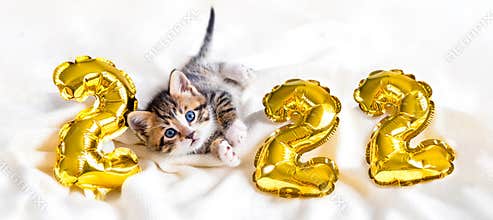 Christmas cat 2022. Kitty with gold foil balloons number 2022 new year. Striped kitten on Christmas festive white