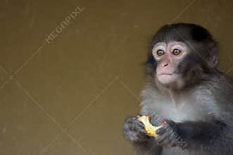 Cute baby monkey