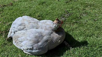 Guinea fowl is unhealthy and sick