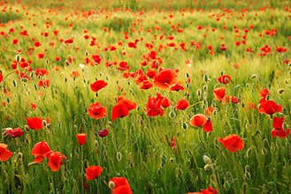 Poppies flowers