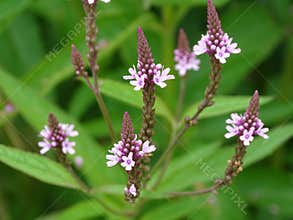 Closeup of Verbena officinalis, the common vervain or common verbena.