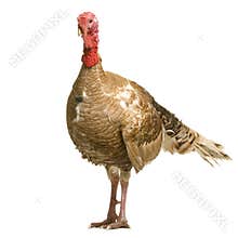 Turkey